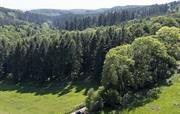 Walk for Miles — No Roads, Just Trees