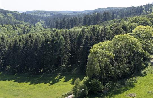 Walk for Miles — No Roads, Just Trees