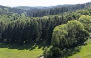 Walk for Miles — No Roads, Just Trees