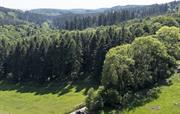 Walk for Miles — No Roads, Just Trees