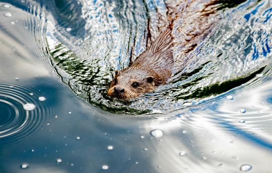 Meet the Beavers! Rewilding Project 10 Mins Away