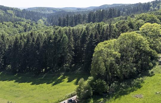 Our Location Walk for Miles — No Roads, Just Trees