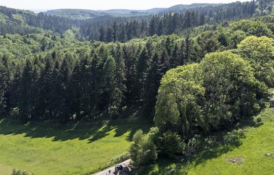 Our Location Walk for Miles — No Roads, Just Trees