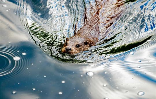 Meet the Beavers! Rewilding Project 10 Mins Away