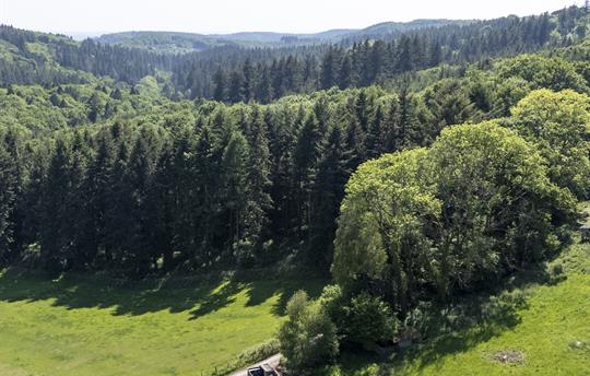 Our Location Walk for Miles — No Roads, Just Trees