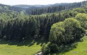 Our Location Walk for Miles — No Roads, Just Trees
