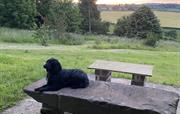 Dog with a view 