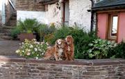 Spaniels on a wall at Cider Cottage