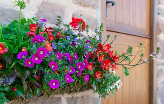 A beautiful window box at Duck Cottage
