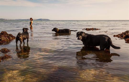 Swimming with your furry friends