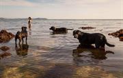 Schwimmen mit Ihren pelzigen Freunden