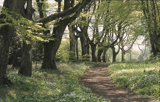 Trelowarren walks through the estate