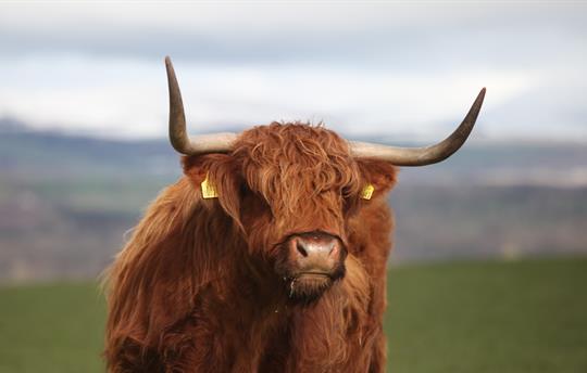 Highland Cow
