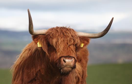 Highland Cow