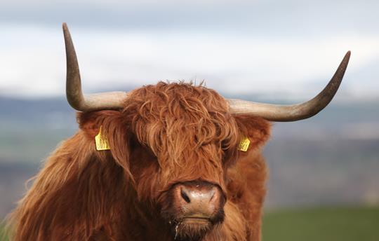Highland Cow