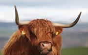 Highland Cow