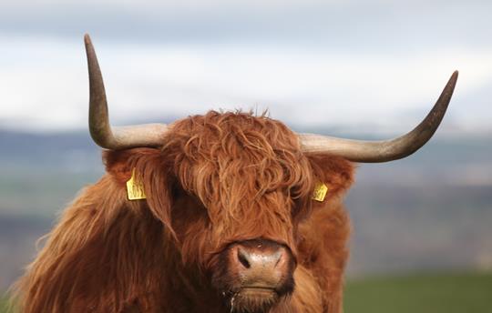 Highland Cow
