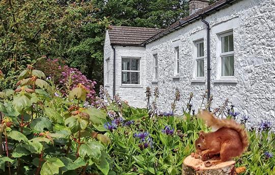 Red squirrel in the private garden at Abbotsway