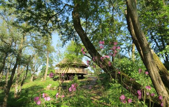 Eathelin in the woods