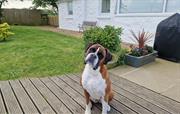 Dog friendly cottage