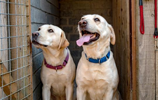 Dog-friendly holidays