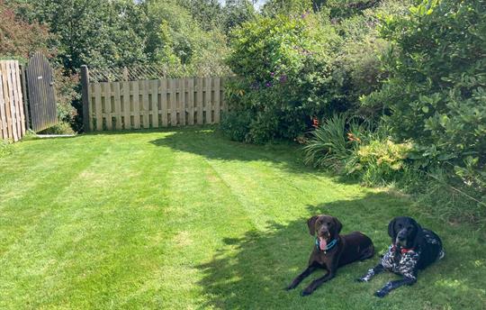 Flint and Tarka in Greystones garden