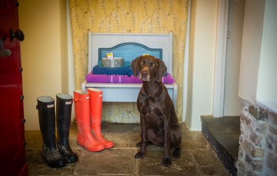 Tarka at Greystones door