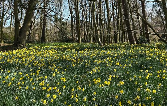 Our beautiful daffodil wood