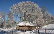 Vivianna luxury Treehouse covered in snow