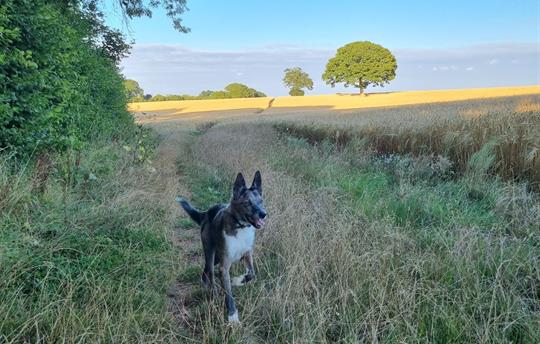 Plenty of Local Walking!