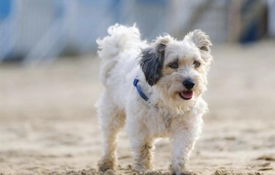 Dog on beach in front of beach hut