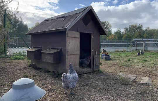 Tennis court, 2 minute walk & next to chickens