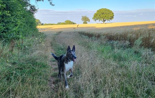 Plenty of Local Walking!