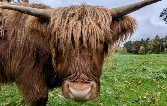 Highland saying hello