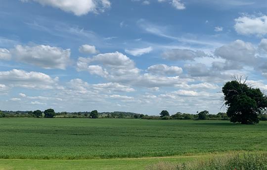 Barn Owl View - View