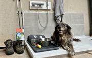 Dog friendly - temperature controlled shower 