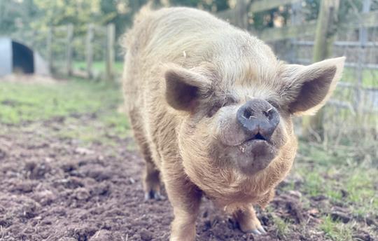 Animals to say hello to around the farm.
