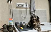 Dog friendly -hot dog shower at The Nest