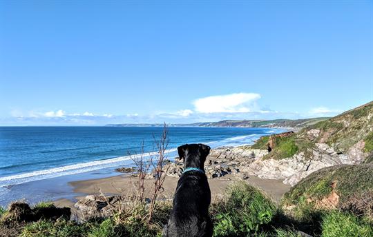 Dog-friendly beaches nearby