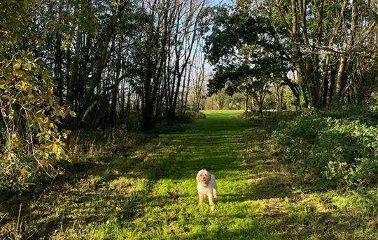 Spinney in dog park at Kernock Cottages