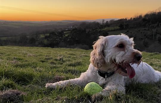 Jaffa the cockapoo enjoying sunset at Kernock