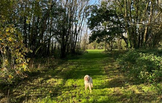 Spinney in dog park at Kernock Cottages