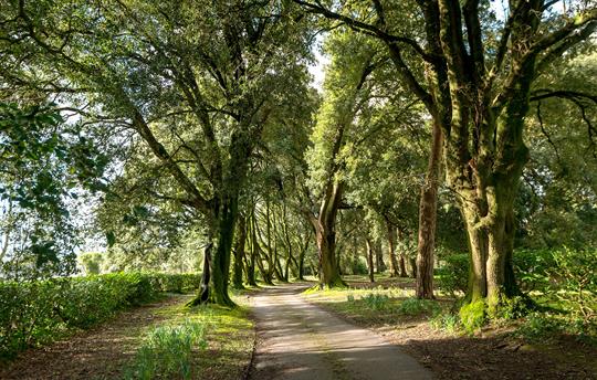 Tree-lined driveway at Kernock Cottages