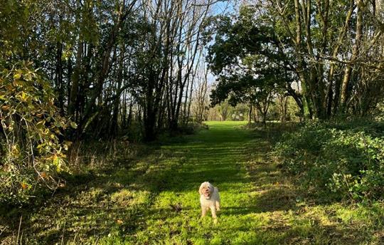 Spinney in dog park at Kernock Cottages