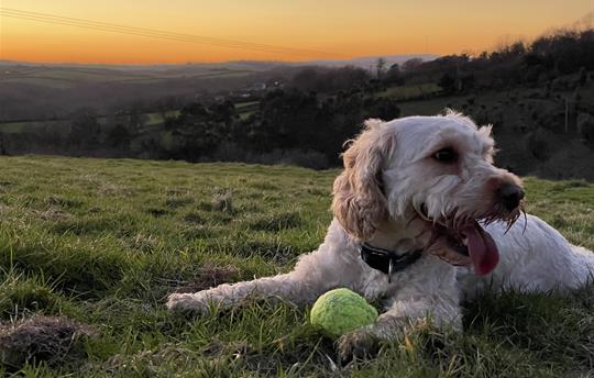 Jaffa the cockapoo enjoying sunset at Kernock