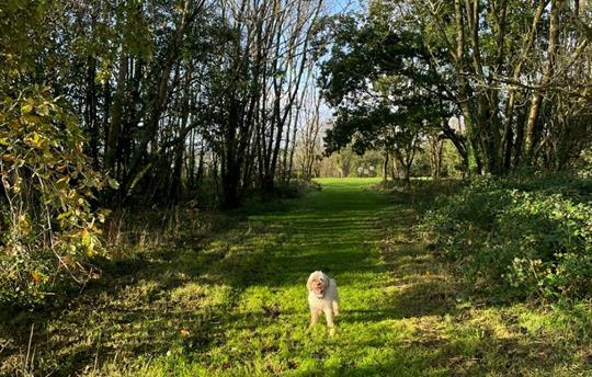 Spinney in dog park at Kernock Cottages