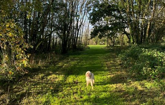 Spinney in dog park at Kernock Cottages