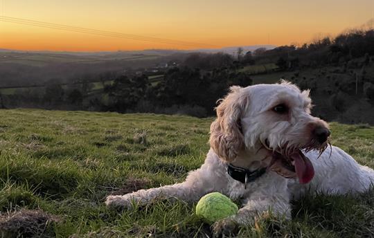 Jaffa the cockapoo enjoying sunset at Kernock