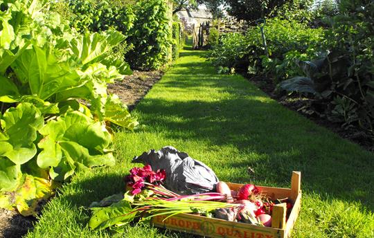 Vegetable Gardens at Crumble Cottage spare produce