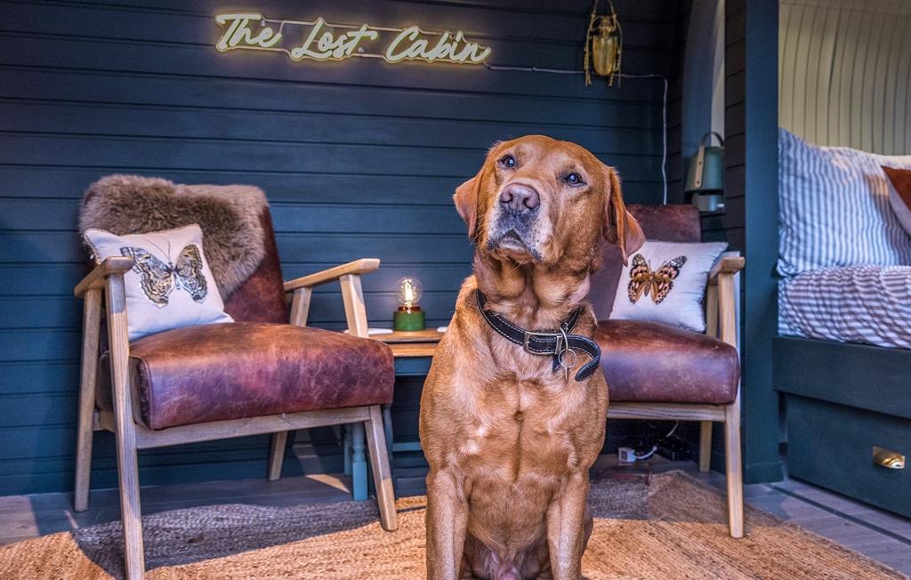 Bertie in The Lost Cabin